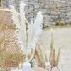 A Touch Of Pampas Bleached Pampas Grass (5Pk)<Party Delights Hot