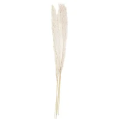 A Touch Of Pampas Bleached Pampas Grass (5Pk)<Party Delights Hot