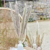 A Touch Of Pampas Natural Pampas Grass (5Pk)<Party Delights Clearance