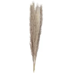 A Touch Of Pampas Natural Pampas Grass (5Pk)<Party Delights Clearance