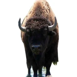 Bison (Buffalo) Cardboard Cutout - 180Cm X 90Cm<Party Delights Outlet