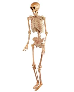 Party Delights Skeletons & Tombstones<Realistic Skeleton - 1.5M Halloween Prop