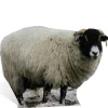 Sheep Cardboard Cutout - 63Cm X 89Cm<Party Delights Online