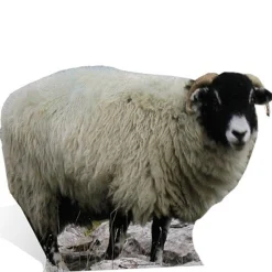 Sheep Cardboard Cutout - 63Cm X 89Cm<Party Delights Online