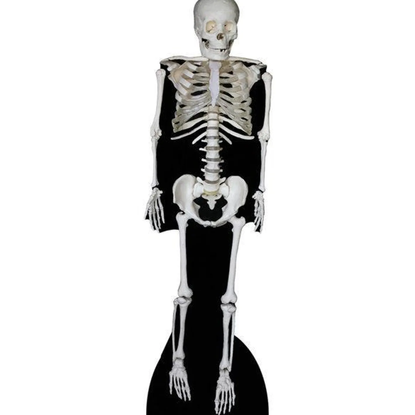Party Delights Cut Outs & Scene Setters<Skeleton Cardboard Cutout - 189Cm X 57Cm